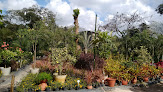 Atmosphera Plantas & Paisagismo