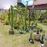 Cactos Paisagismo