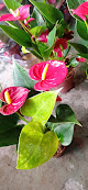 V.g. Torres Jardinagem